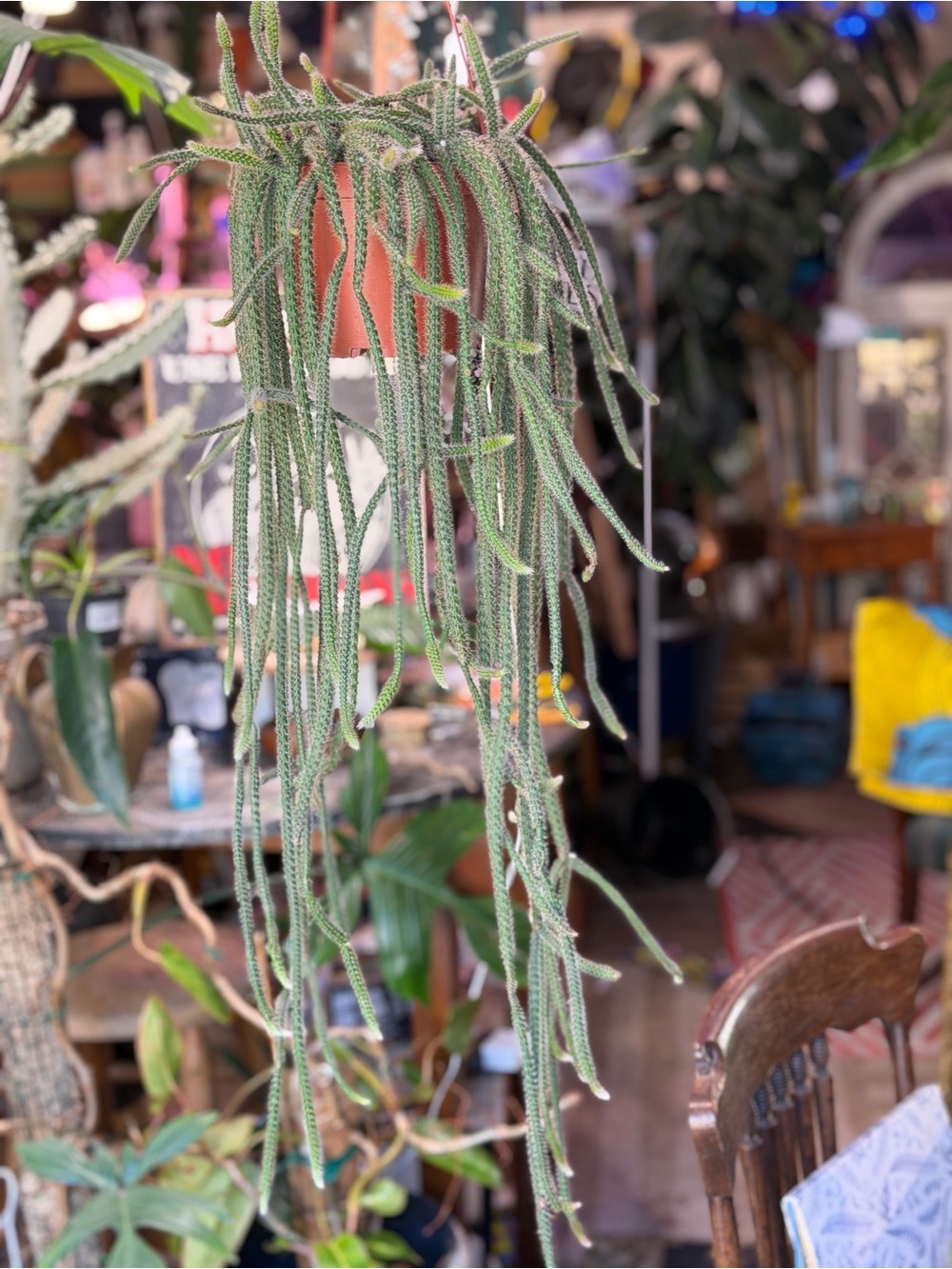 Hanging Rat Tail Cactus - Decorative Indoor Plant - Picture 2 of 2
